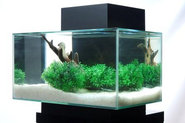 A New Fluval Accent Aquarium and Cabinet Combo