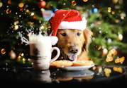 8 Holiday Recipes for Your Dog Too!