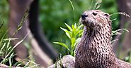 The many advantages of a “headless” otter