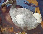 Dodo (Raphus Cucullatus) - Animals - A-Z Animals
