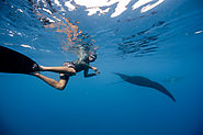 Mantaray Island (Swimming with Manta Rays)