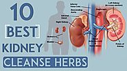 10 Best Kidney Cleanse Herbs, Pass Stone without Surgery