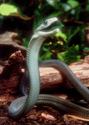 Black Mamba - A Snake Most People Can't Run Away From