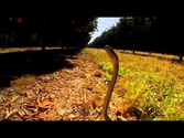 The fastest snake Black Mamba HD