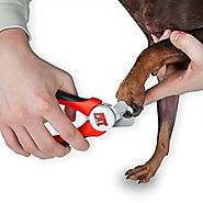 What’s the Best Way to Maintain Your Dog’s Nails?