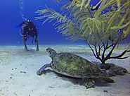 Best Scuba Diving Cancun, Riviera Maya, Yucatan Peninsula & Cenotes