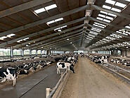 Dairy Farm Sheds by Raj Roofing Company