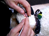 Cleaning A Dogs Teeth with a dental pick