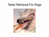 Tartar Removal For Dogs