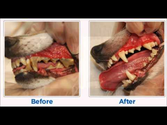 Dog Teeth Plaque Removal: Before & After