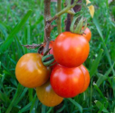 How to Grow a Tomato Plant