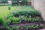 How to Grow A Vegetable, Fruit or Flower Garden + Landscaping Tips