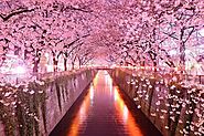 Cherry Blossoms - Hokaido Japan