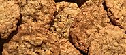 Coconut Butterscotch Oatmeal Cookies | The Homesteader's Free Library