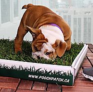 Why Artificial Grass are the Best for Dog Potty Training