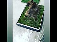 Use Artificial Grass for Dogs for Safe Dog Training