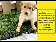 Artificial Grass for Pets - Best Option for Pee & Poo Training