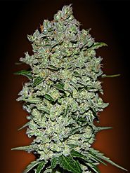 Pick N Mix Cannabis Seeds