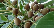 Baheda - Health benefits of Churna - Fruit - Bark - Ayurvedic Upchar