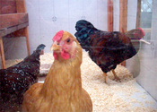 Are you designing cleanability into the coop?