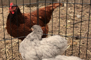 Can the flock be manipulated for sick or new birds?