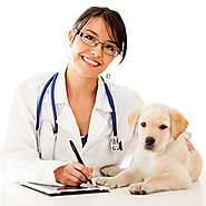 Veterinary Practice Management Consulting | Practice Coach