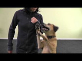 What is Treatpouch.com? Online Dog Training School