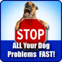 Best Online Dog Training Schools