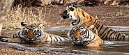 Top 5 Wildlife Safari In India’s National Parks | TripBeam