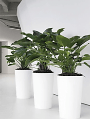 Indoor Plants Melbourne: Decorate your place with the modern indoor plant pots in Melbourne