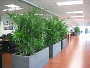 The best services for indoor plants Melbourne presents in Australia.