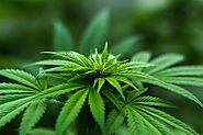 Legal Options Available for Patients in Need of Medical Marijuana - My Comox Valley Now