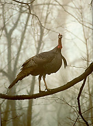 Wild Turkey Hunting in Alabama | Westervelt Lodge