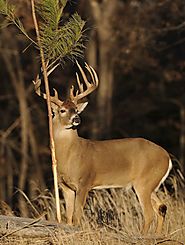 Whitetail Deer Hunting at Alabama Hunting Lodge – Westervelt Lodge