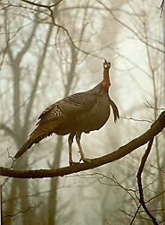Turkey Hunting in Alabama | Wild Turkey Hunting at Westervelt Lodge