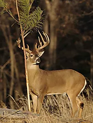 White Tail Deer Hunting Services In Alabama