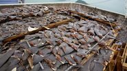 Shark fin ban enforced in China