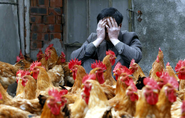 ΕΙΔΗΣΕΙΣ ΕΛΛΑΔΑ | Πρώτο κρούσμα του ιού της γρίπης των πτηνών σε άνθρωπο | Rizopoulos Post