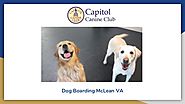 Dog Boarding McLean VA - Capitol Canine Club