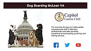 Best Dog Boarding McLean VA