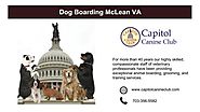 Best Dog Boarding McLean VA – Arnold Calvin – Medium