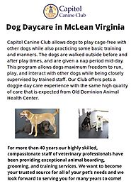 Best Dog Daycare in McLean Virginia