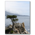 Lone Pine Tree Postcard from Zazzle.com