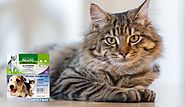 5 Prime Ways for Administering Treatments to Cats