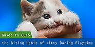 A Step-by-Step Guide to Curb the Biting Habit of my Kitty during Playtime – CanadaVetExpress – Pet Care Tips