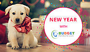 Won’t You Celebrate Your New Year With Budget Pet World | BudgetPetWorld