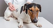 Overcoming Heart Infections in Dogs | BudgetPetWorld