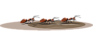 Carpenter Ants — A Common Foe To Homeowners – R.I.P Pest Management – Medium