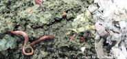 Vermicomposting - Composting with Worms