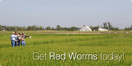 Red Worms :: Worms, Worm Bins, and Information Redworms.com